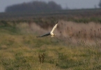 Hen_Harrier__Walcott_Fen.jpg