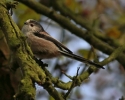 Long_Tailed_Tit__Hill_Holt_Wood.jpg