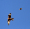 Red_Kite_vs_SEO.jpg