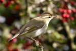 Filename=AW1.jpg
Filesize=124KiB
Dimensions=700x467
Date added=Oct 11, 2014 AW1.jpg