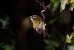 FIRECREST.jpg