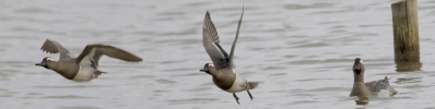 Filename=GAR1.jpg
Filesize=121KiB
Dimensions=900x226
Date added=May 10, 2015 GAR1.jpg