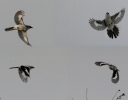 Filename=GGS-20.jpg
Filesize=114KiB
Dimensions=700x546
Date added=Oct 22, 2013 GGS-20.jpg