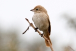 ISABELLINE-SHRIKE-10.jpg