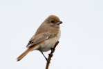 ISABELLINE-SHRIKE-11.jpg