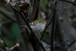 PALLAS_S-WARBLER-1-.jpg