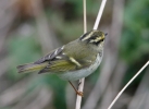 PALLAS_S-WARBLER.jpg