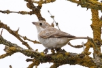 Filename=WOODCHAT-SHRIKE-Gibraltar-Point-Aug-172C-2013.jpg
Filesize=91KiB
Dimensions=600x400
Date added=Aug 18, 2013 WOODCHAT-SHRIKE-Gibraltar-Point-Aug-172C-2013.jpg