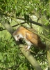 Barn-Owl-web.jpg