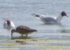 Blackmoor-Whimbrel-_-BH.jpg