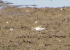 Broad-Billed-Sand.jpg