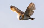 Barn-Owl-Web-1.jpg