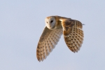 Barn-Owl-Web-2.jpg