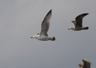 Caspian-Gull-2cy-MG-web.jpg