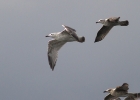 Filename=Caspian-Gull-2cy-MG.jpg
Filesize=100KiB
Dimensions=640x457
Date added=Sep 10, 2015 Caspian-Gull-2cy-MG.jpg