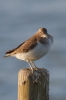 Filename=Common-Sand-for-web.jpg
Filesize=118KiB
Dimensions=426x640
Date added=May 07, 2015 Common-Sand-for-web.jpg