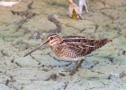 Common-Snipe.jpg