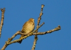 Corn-Bunting-web.jpg