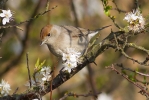 Female-Blackcap-for-web.jpg