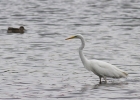 Filename=GWE-2-web.jpg
Filesize=101KiB
Dimensions=640x457
Date added=Sep 14, 2015 GWE-2-web.jpg
