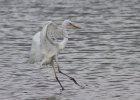 GWE-for-Web.jpg