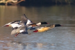 Goosander-for-web.jpg