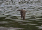 Greenshank-web.jpg