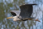 Filename=Heron-for-Web.jpg
Filesize=117KiB
Dimensions=640x427
Date added=May 04, 2015 Heron-for-Web.jpg