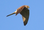 Kestrel-for-web-1.jpg