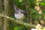 Filename=Lesser-Whitethroat-Web.jpg
Filesize=118KiB
Dimensions=640x427
Date added=Jun 08, 2015 Lesser-Whitethroat-Web.jpg