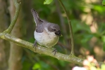 Lesser-Whitethroat-Web.jpg