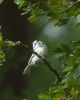 Leu-Coal-Tit.jpg