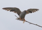 Filename=RFF-Web.jpg
Filesize=101KiB
Dimensions=640x457
Date added=Aug 17, 2015 RFF-Web.jpg