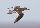 Redshank-web.jpg