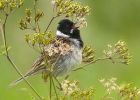 Reed-Bunting-Web.jpg