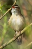 Sedge-Warbler-.jpg