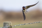 Swallow-Manby.jpg