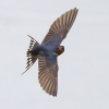 Swallow-for-web~0.jpg