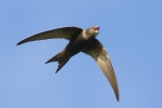 Swift-for-web-1.jpg