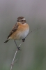 Whinchat-for-Web.jpg