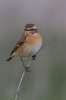 Filename=Whinchat-for-Web.jpg
Filesize=118KiB
Dimensions=427x640
Date added=May 07, 2015 Whinchat-for-Web.jpg