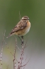Whinchat-for-web-2.jpg