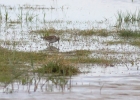 Filename=White-Rumed-Sandpiper.jpg
Filesize=120KiB
Dimensions=600x428
Date added=May 31, 2015 White-Rumed-Sandpiper.jpg