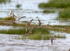 White-Rumped-Sand.jpg