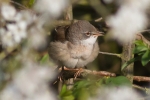 Whitethroat-for-web.jpg